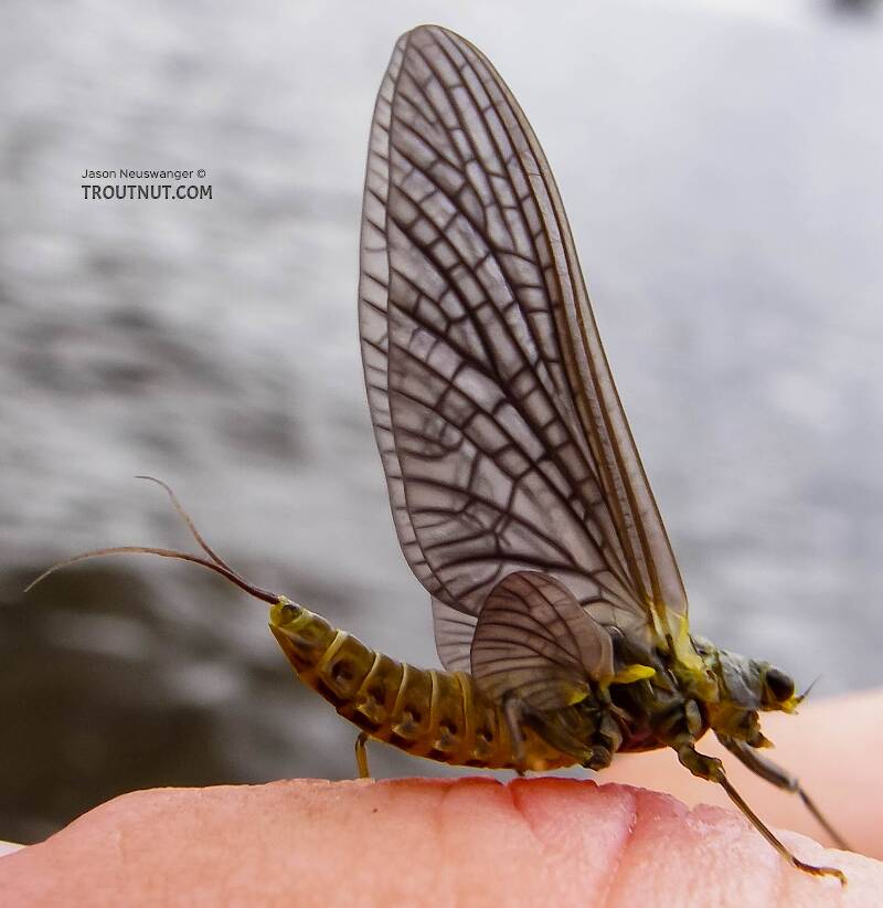 Female Drunella doddsii (Ephemerellidae) (Western Green Drake) Mayfly Dun from the Gulkana River in Alaska