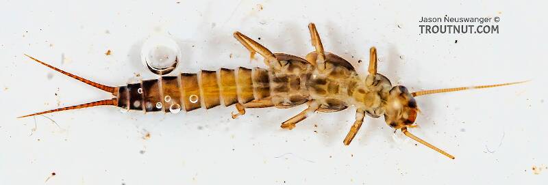 Ventral view of a Chloroperlidae (Sallfly) Stonefly Nymph from the Chena River in Alaska