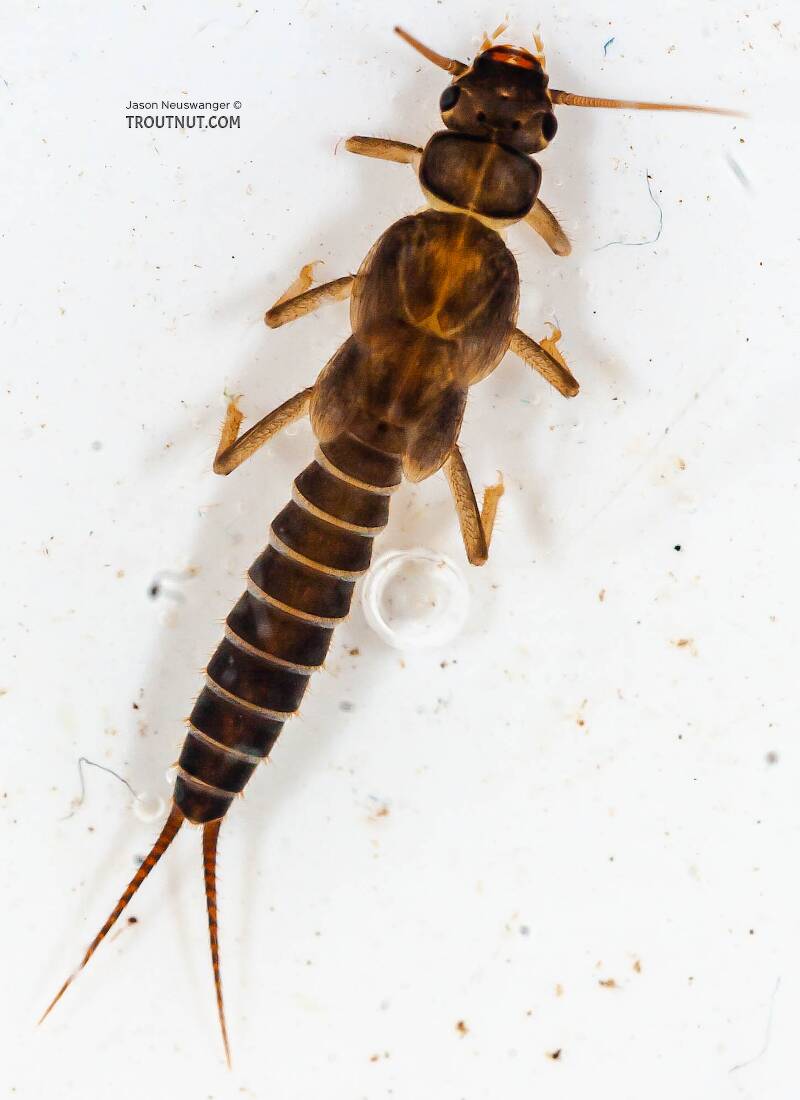 Dorsal view of a Chloroperlidae (Sallfly) Stonefly Nymph from the Chena River in Alaska