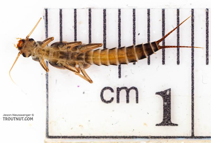 Ruler view of a Chloroperlidae (Sallfly) Stonefly Nymph from the Chena River in Alaska The smallest ruler marks are 1 mm.