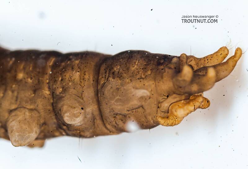 Tipulidae (Crane Fly) True Fly Larva from the Chena River in Alaska
