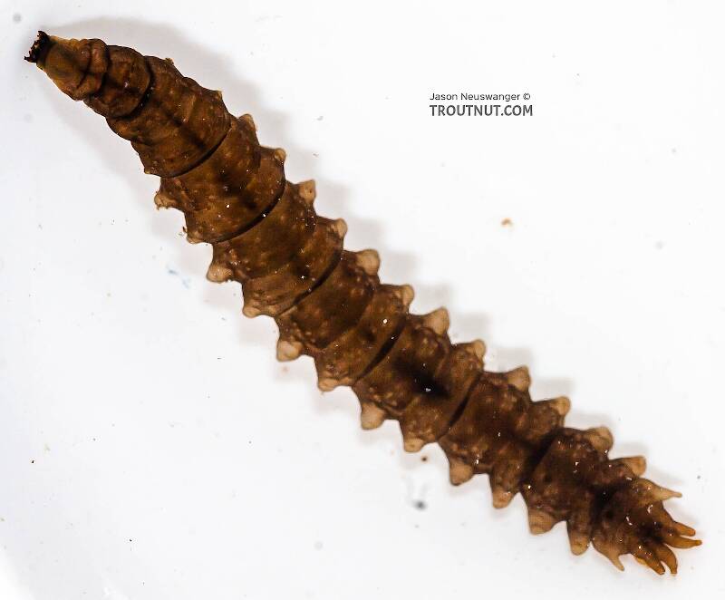 Dorsal view of a Tipulidae (Crane Fly) True Fly Larva from the Chena River in Alaska