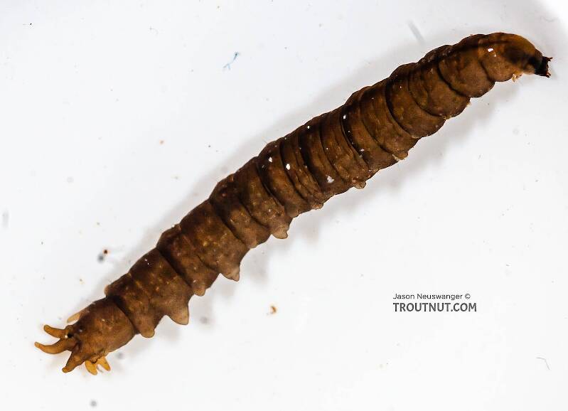 Lateral view of a Tipulidae (Crane Fly) True Fly Larva from the Chena River in Alaska