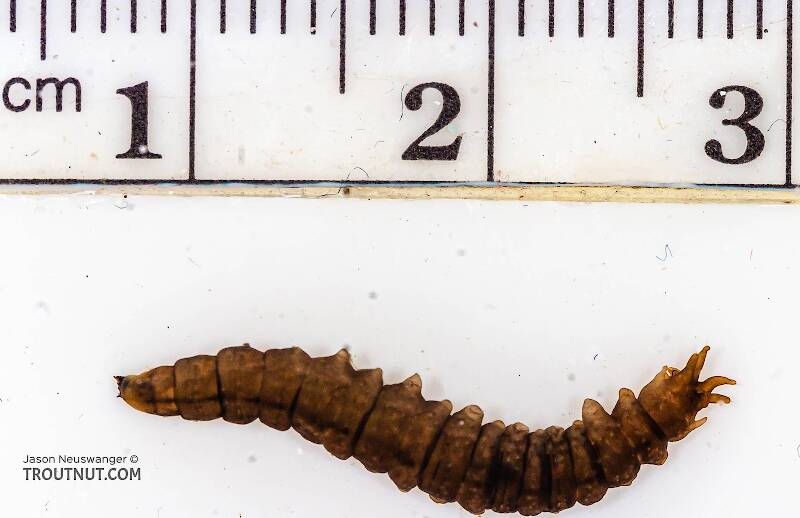 Ruler view of a Tipulidae (Crane Fly) True Fly Larva from the Chena River in Alaska The smallest ruler marks are 1 mm.