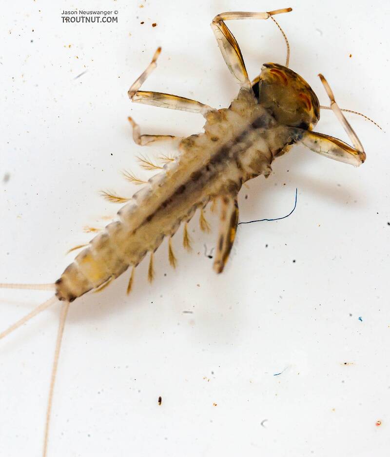 Ventral view of a Cinygmula (Heptageniidae) (Dark Red Quill) Mayfly Nymph from the Chena River in Alaska