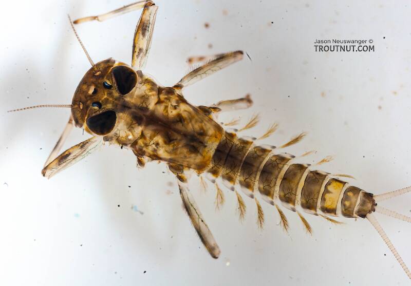 Dorsal view of a Cinygmula (Heptageniidae) (Dark Red Quill) Mayfly Nymph from the Chena River in Alaska