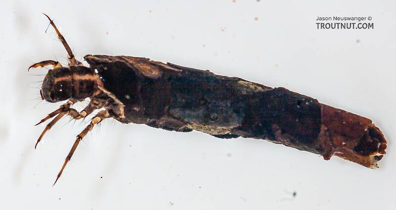 Case view of a Onocosmoecus (Limnephilidae) (Great Late-Summer Sedge) Caddisfly Larva from the Chena River in Alaska