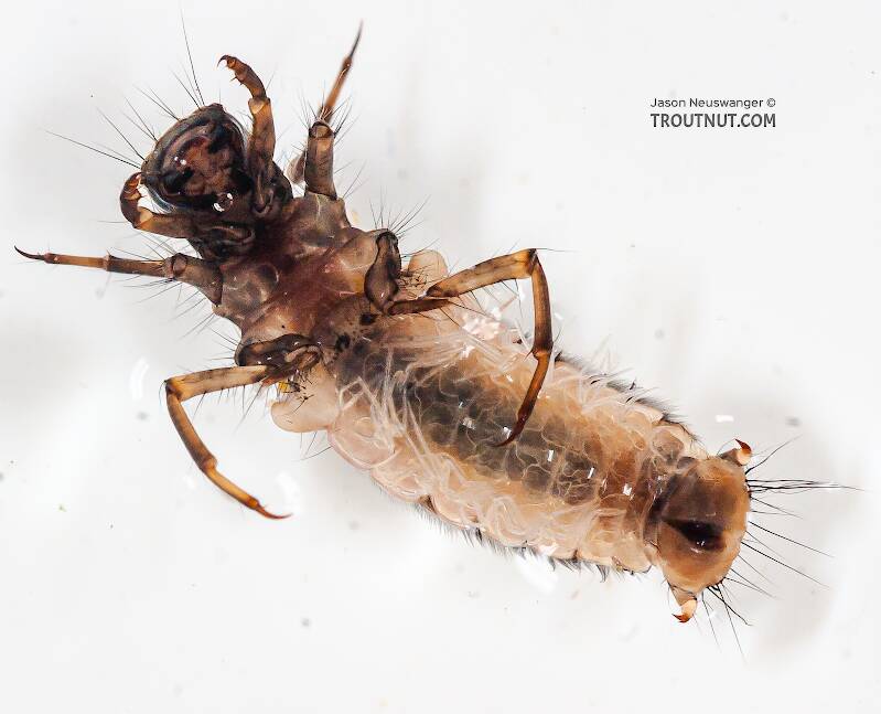 Ventral view of a Onocosmoecus (Limnephilidae) (Great Late-Summer Sedge) Caddisfly Larva from the Chena River in Alaska
