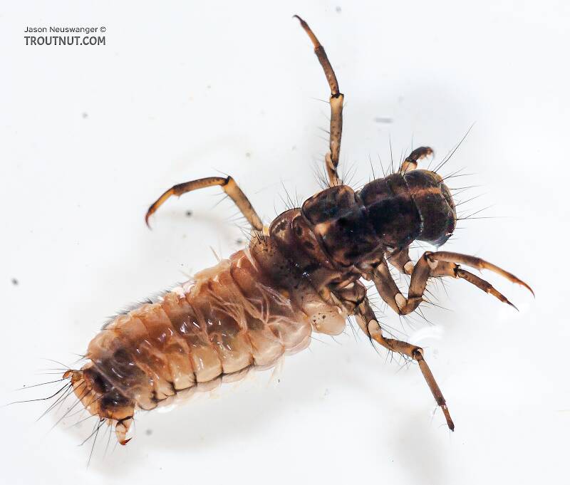 Dorsal view of a Onocosmoecus (Limnephilidae) (Great Late-Summer Sedge) Caddisfly Larva from the Chena River in Alaska