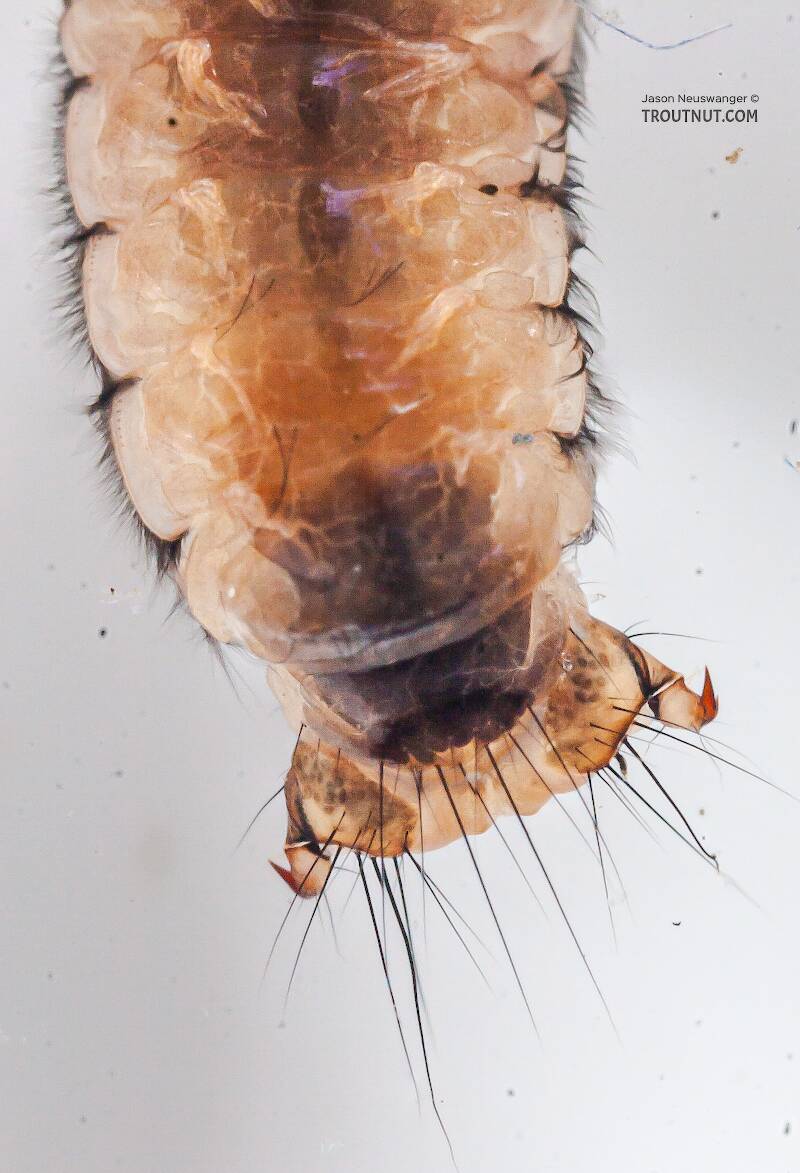 Onocosmoecus (Limnephilidae) (Great Late-Summer Sedge) Caddisfly Larva from the Chena River in Alaska