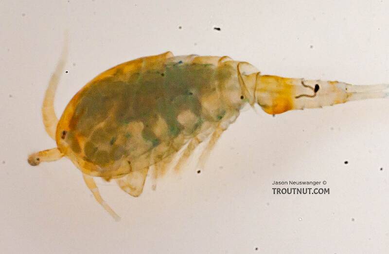 Lateral view of a Copepoda (Copepod) Arthropod Adult from the Chena River in Alaska