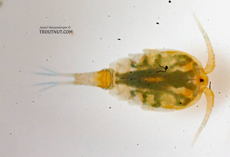 Dorsal view of a Copepoda (Copepod) Arthropod Adult from the Chena River in Alaska