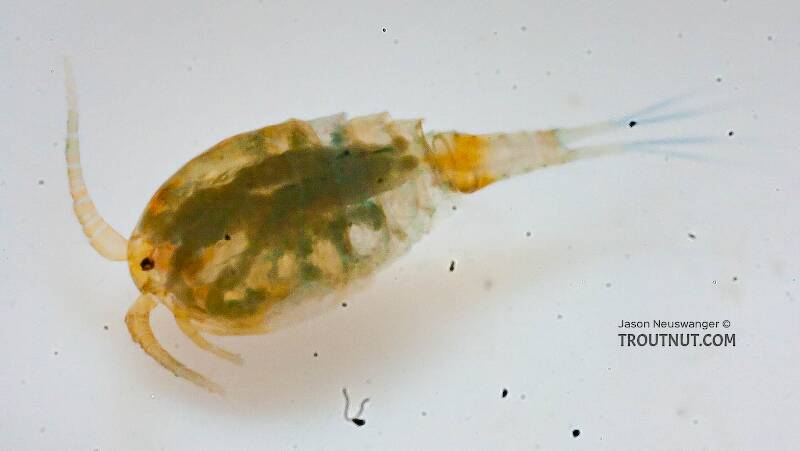 Copepoda (Copepod) Arthropod Adult from the Chena River in Alaska