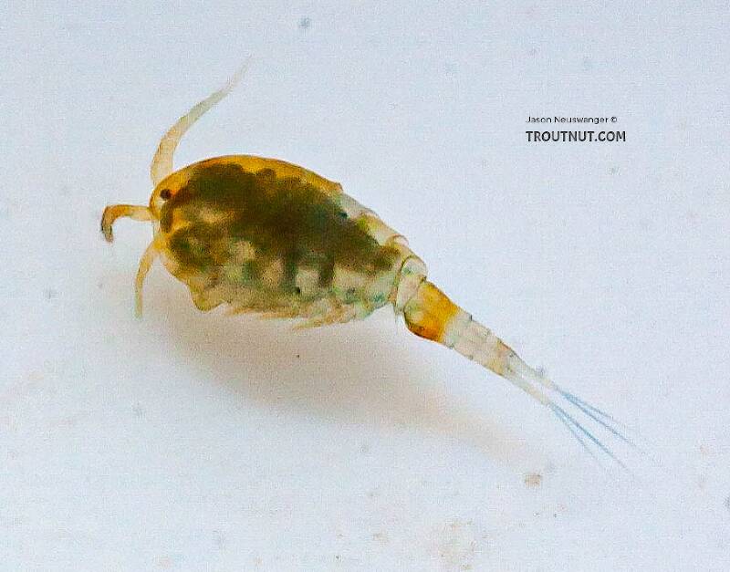Copepoda (Copepod) Arthropod Adult from the Chena River in Alaska