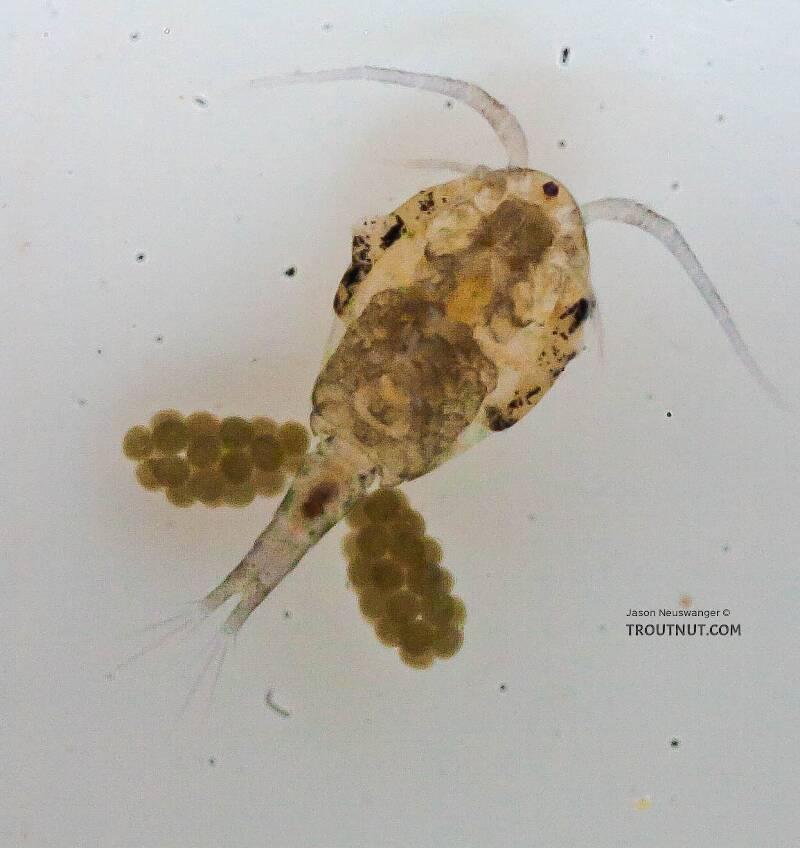 Dorsal view of a Female Copepoda (Copepod) Arthropod Adult from the Chena River in Alaska