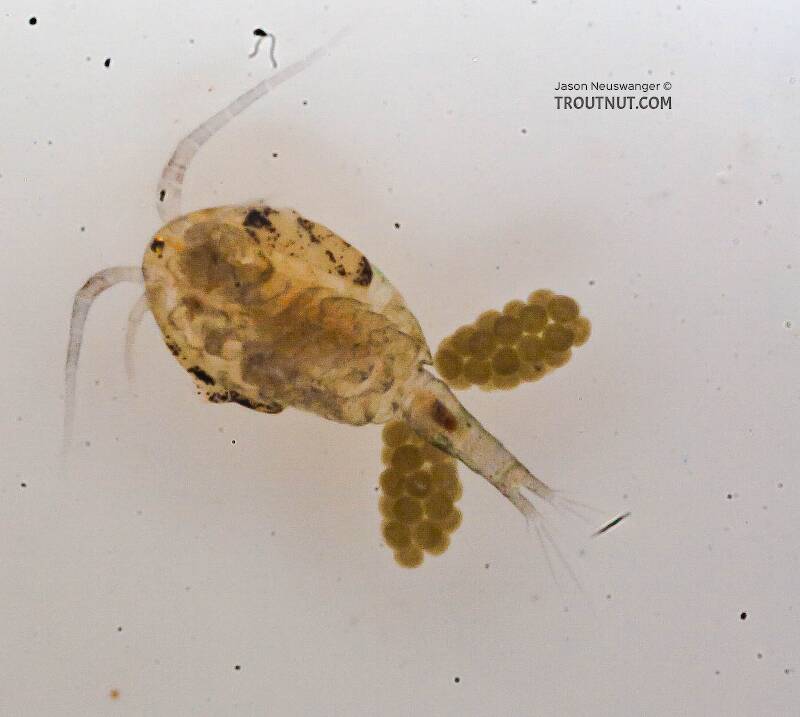 Female Copepoda (Copepod) Arthropod Adult from the Chena River in Alaska
