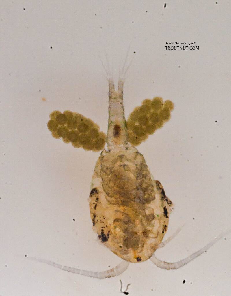 Female Copepoda (Copepod) Arthropod Adult from the Chena River in Alaska