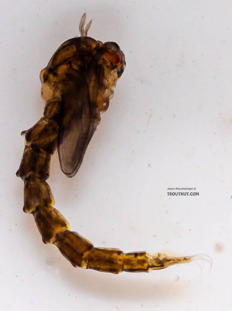 Lateral view of a Culicidae (Mosquito) True Fly Pupa from the Chena River in Alaska
