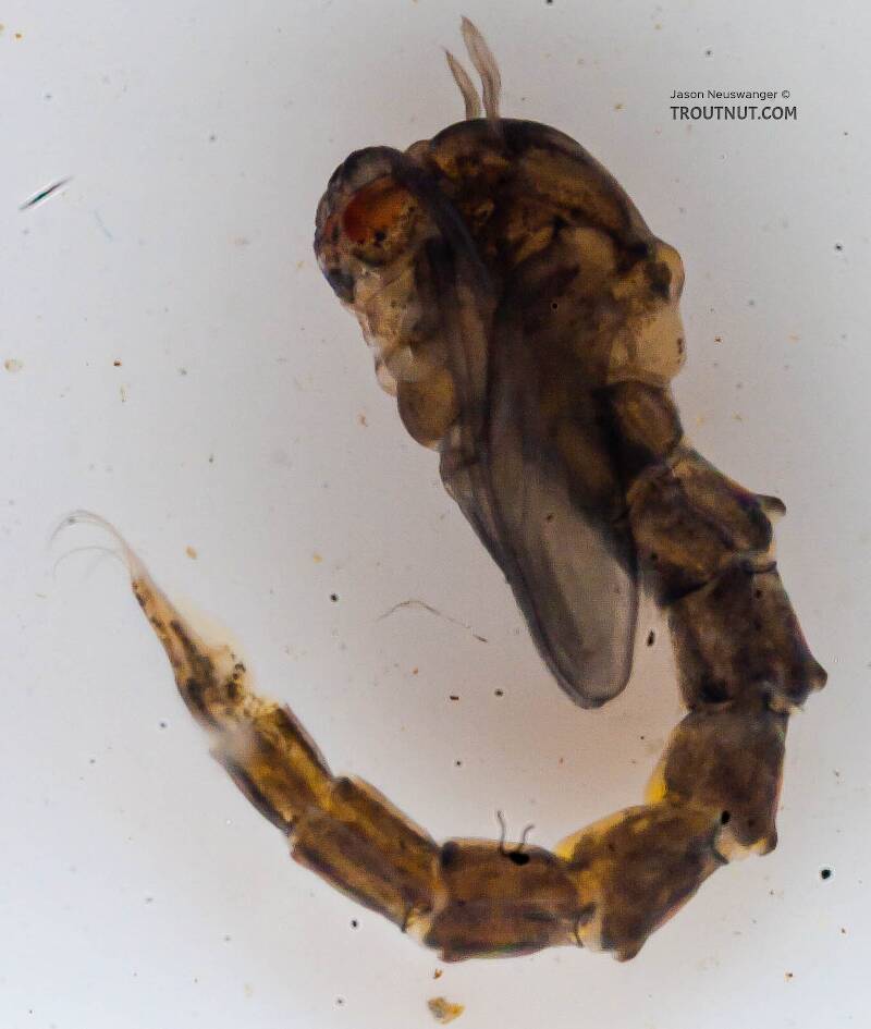 Culicidae (Mosquito) True Fly Pupa from the Chena River in Alaska