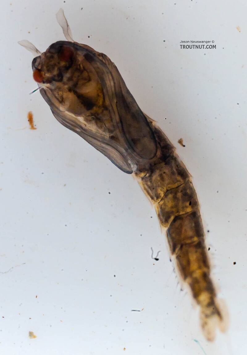Ventral view of a Culicidae (Mosquito) True Fly Pupa from the Chena River in Alaska