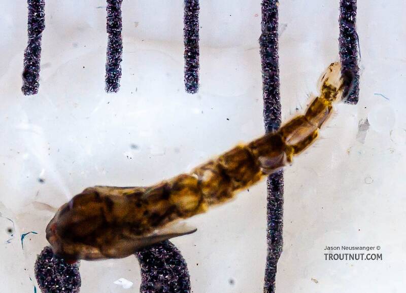 Ruler view of a Culicidae (Mosquito) True Fly Pupa from the Chena River in Alaska The smallest ruler marks are 1 mm.