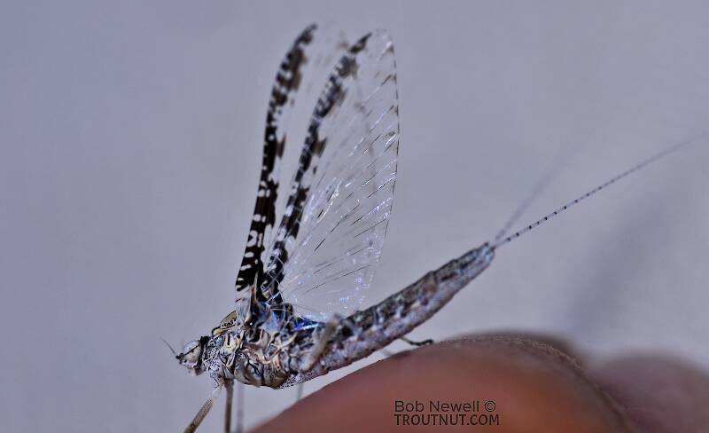 Female Callibaetis ferrugineus (Baetidae) (Speckled Dun) Mayfly Spinner from the Flathead River-lower in Montana