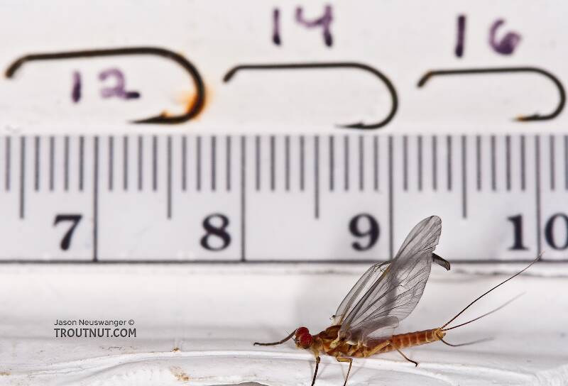 Ruler view of a Male Ephemerella aurivillii (Ephemerellidae) Mayfly Dun from Nome Creek in Alaska The smallest ruler marks are 1 mm.