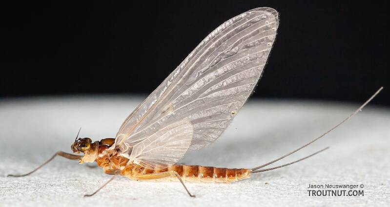 Lateral view of a Female Cinygmula ramaleyi (Heptageniidae) (Small Western Gordon Quill) Mayfly Dun from Nome Creek in Alaska