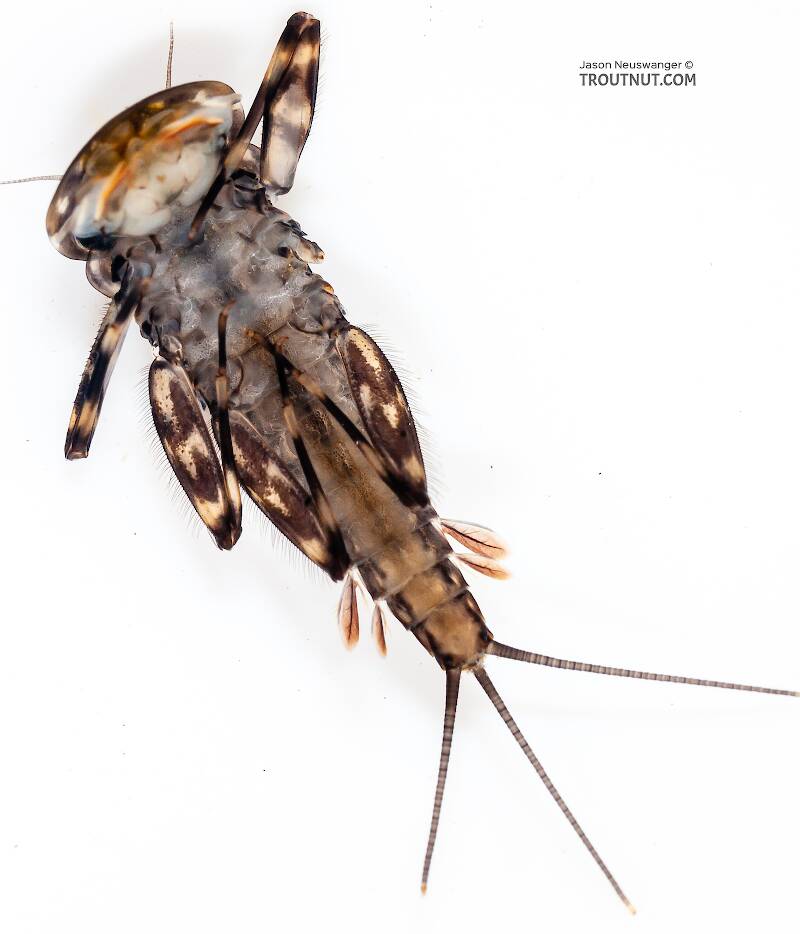 Ventral view of a Heptagenia pulla (Heptageniidae) (Golden Dun) Mayfly Nymph from Nome Creek in Alaska