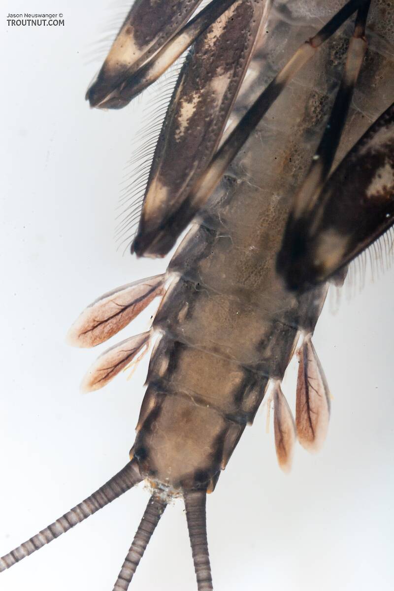 Heptagenia pulla (Heptageniidae) (Golden Dun) Mayfly Nymph from Nome Creek in Alaska