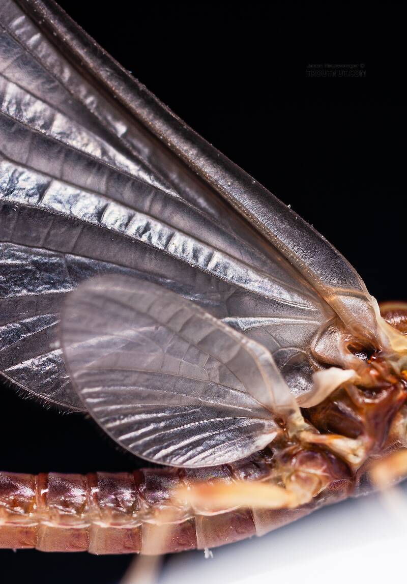 Male Ephemerella aurivillii (Ephemerellidae) Mayfly Dun from Nome Creek in Alaska