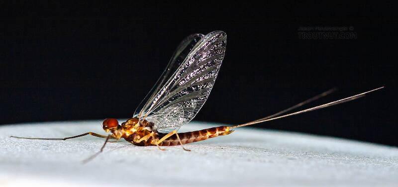 Lateral view of a Male Ephemerella aurivillii (Ephemerellidae) Mayfly Spinner from Nome Creek in Alaska