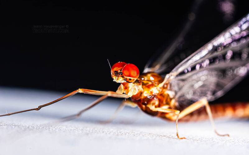 Artistic view of a Male Ephemerella aurivillii (Ephemerellidae) Mayfly Spinner from Nome Creek in Alaska