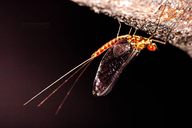 Male Ephemerella aurivillii (Ephemerellidae) Mayfly Spinner from Nome Creek in Alaska