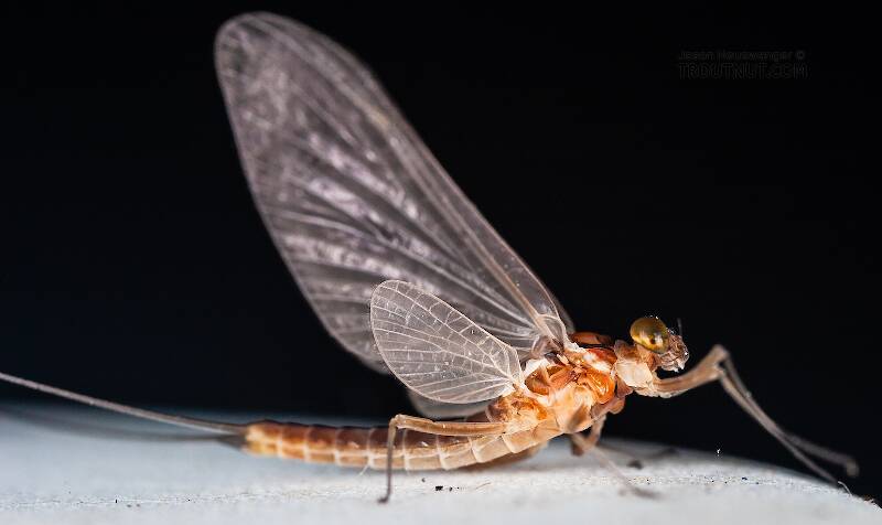 Lateral view of a Male Cinygmula ramaleyi (Heptageniidae) (Small Western Gordon Quill) Mayfly Dun from Nome Creek in Alaska