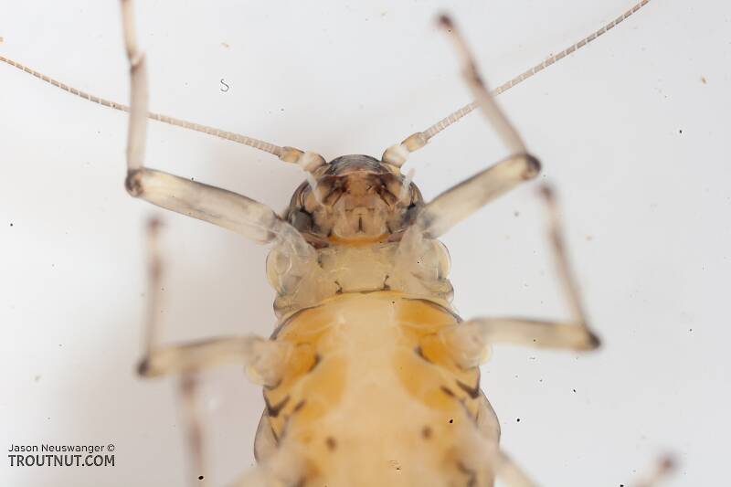Male Baetis bicaudatus (Baetidae) (BWO) Mayfly Nymph from the Gulkana River in Alaska