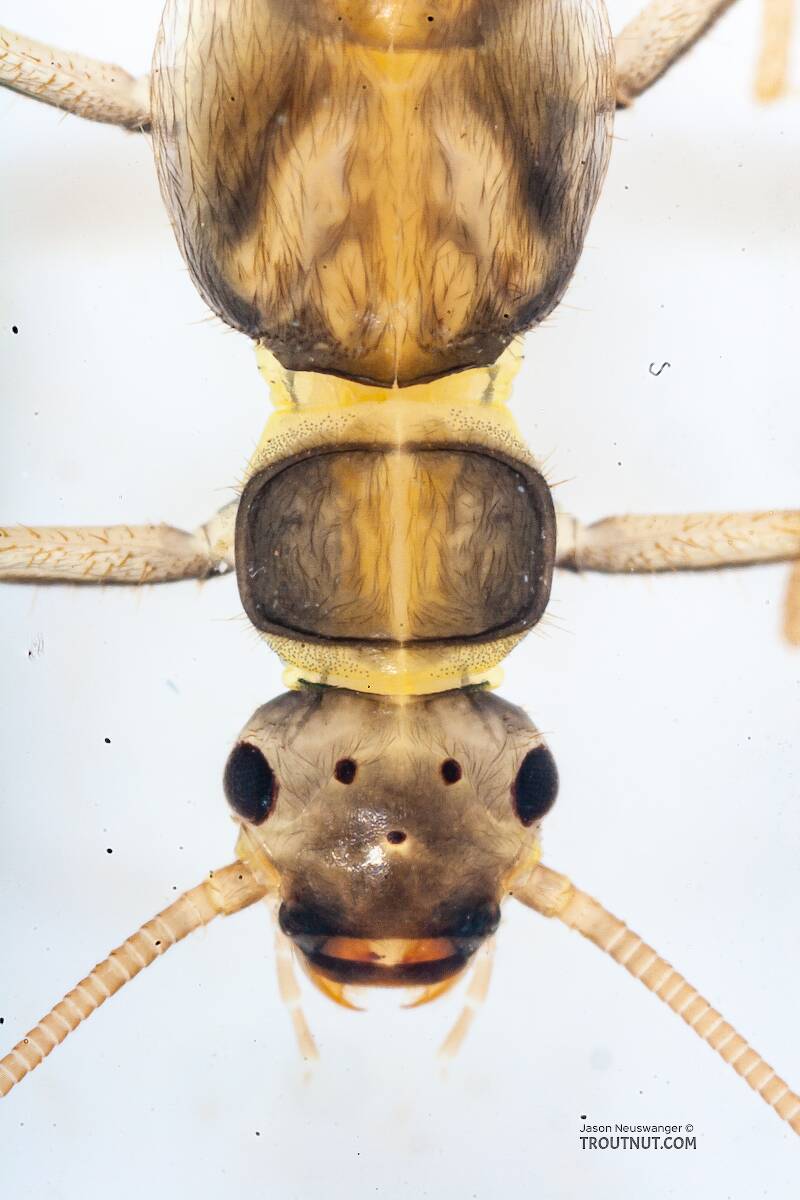 Suwallia (Sallfly) Stonefly Nymph