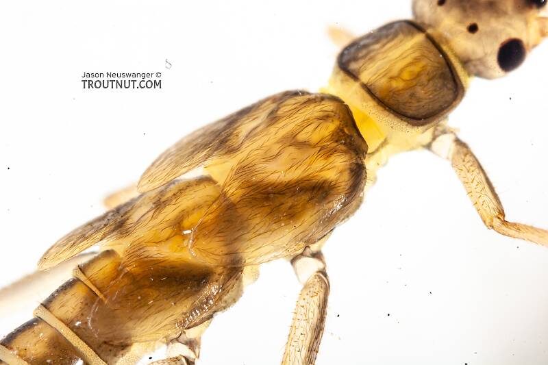 Suwallia (Chloroperlidae) (Sallfly) Stonefly Nymph from the Gulkana River in Alaska