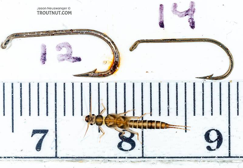 Ruler view of a Suwallia (Chloroperlidae) (Sallfly) Stonefly Nymph from the Gulkana River in Alaska The smallest ruler marks are 1 mm.
