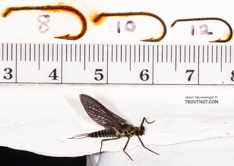 Ruler view of a Male Drunella doddsii (Ephemerellidae) (Western Green Drake) Mayfly Dun from the Gulkana River in Alaska The smallest ruler marks are 1 mm.