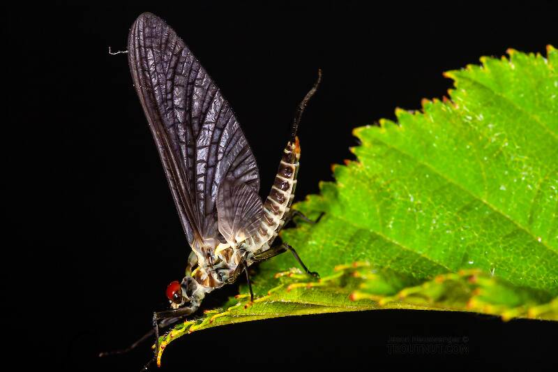 Male Drunella doddsii (Ephemerellidae) (Western Green Drake) Mayfly Dun from the Gulkana River in Alaska