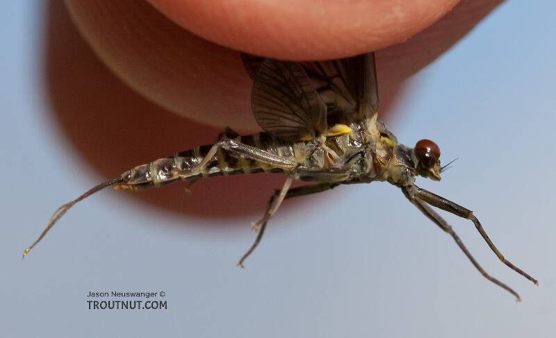 Male Drunella doddsii (Ephemerellidae) (Western Green Drake) Mayfly Dun from the Gulkana River in Alaska