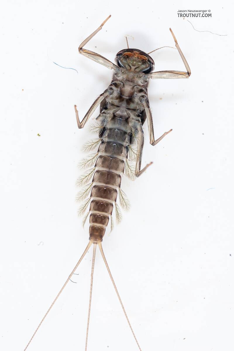 Ventral view of a Cinygmula (Heptageniidae) (Dark Red Quill) Mayfly Nymph from the Gulkana River in Alaska