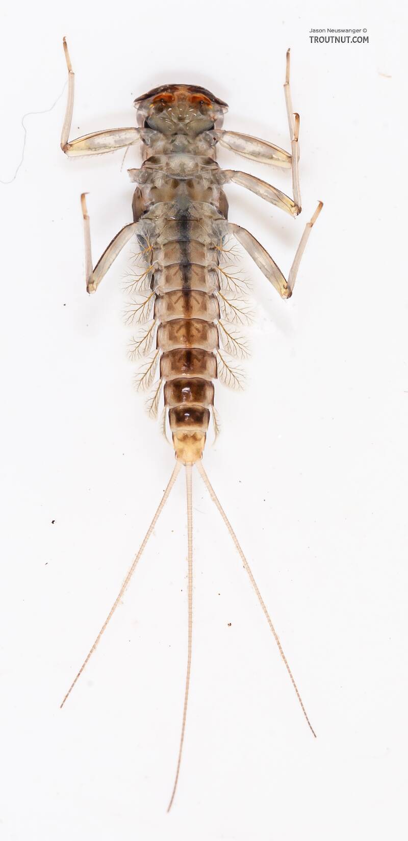 Ventral view of a Cinygmula (Heptageniidae) (Dark Red Quill) Mayfly Nymph from the Gulkana River in Alaska