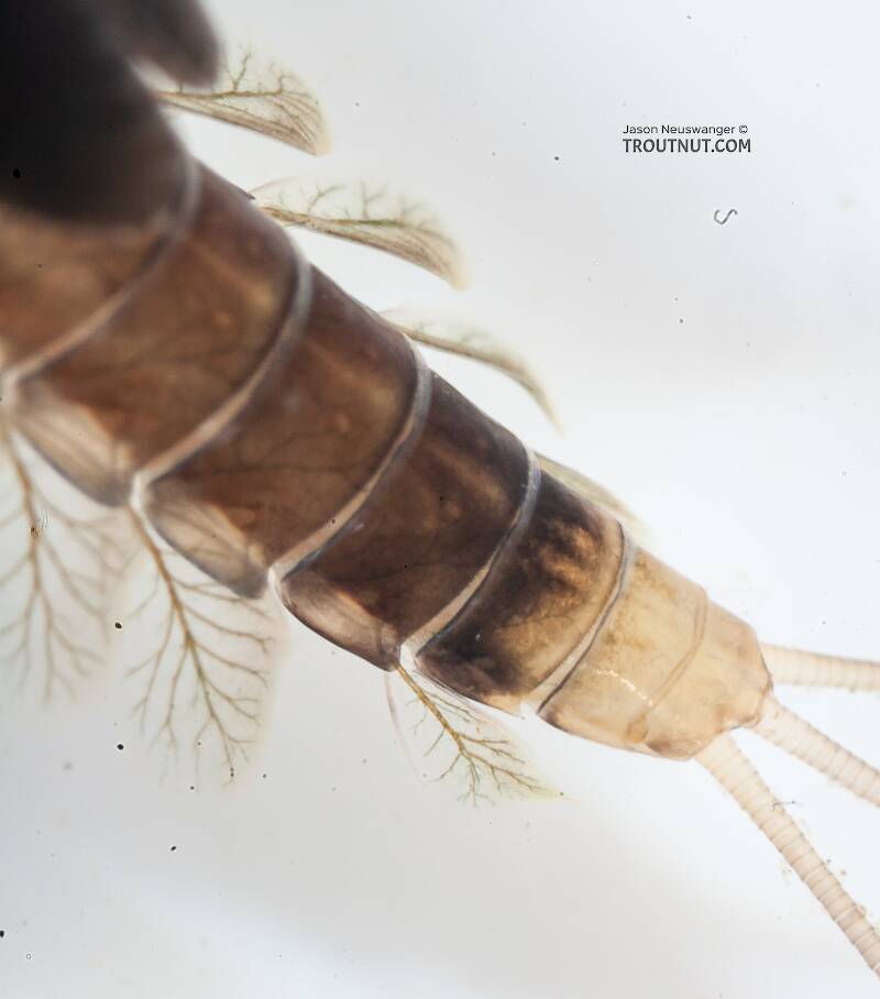 Cinygmula (Heptageniidae) (Dark Red Quill) Mayfly Nymph from the Gulkana River in Alaska