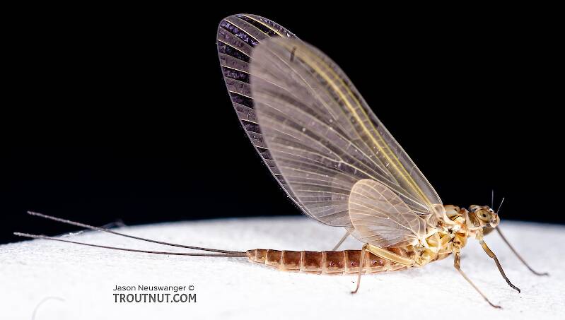 Lateral view of a Female Cinygmula (Heptageniidae) (Dark Red Quill) Mayfly Dun from the Gulkana River in Alaska