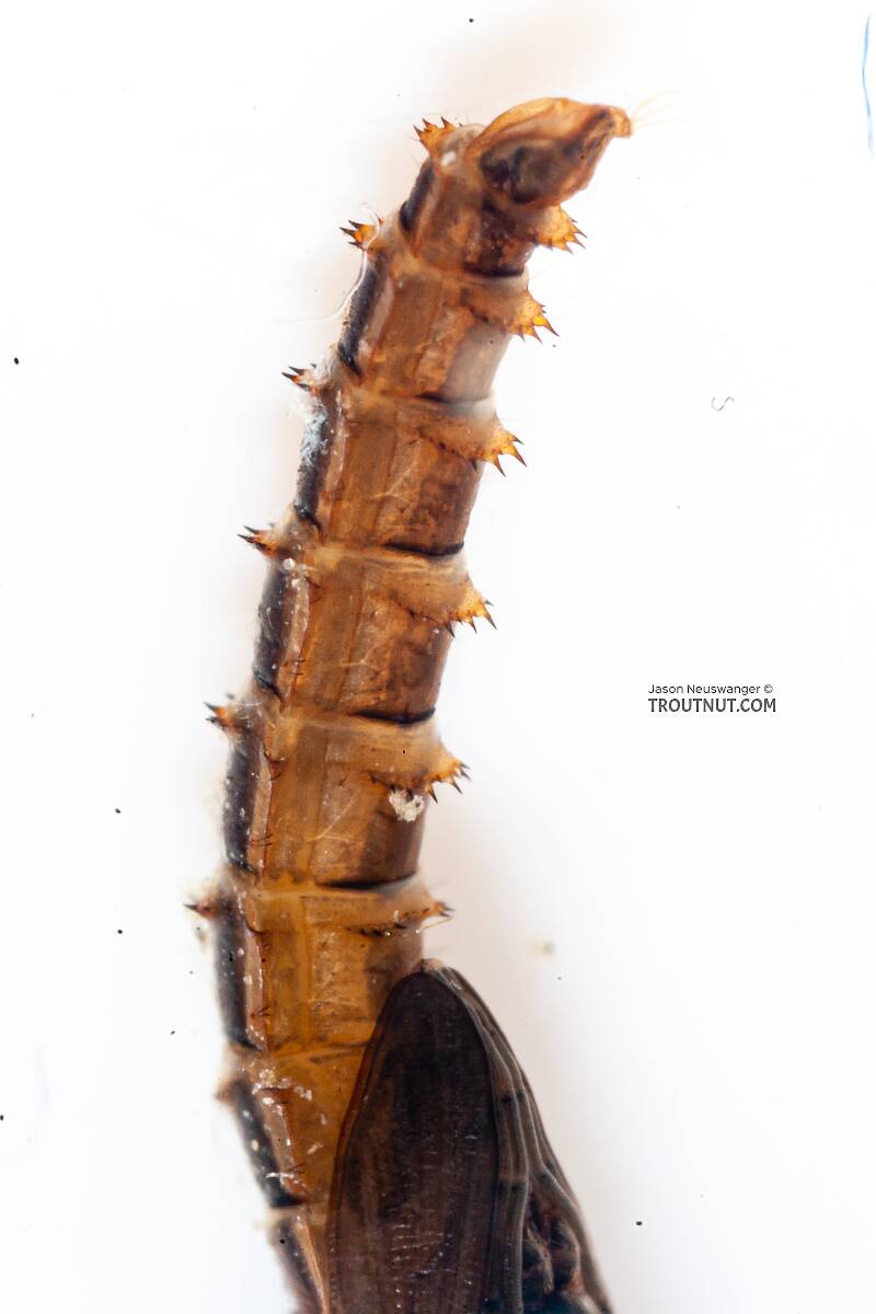 Chironomidae (Midge) True Fly Pupa from the Gulkana River in Alaska