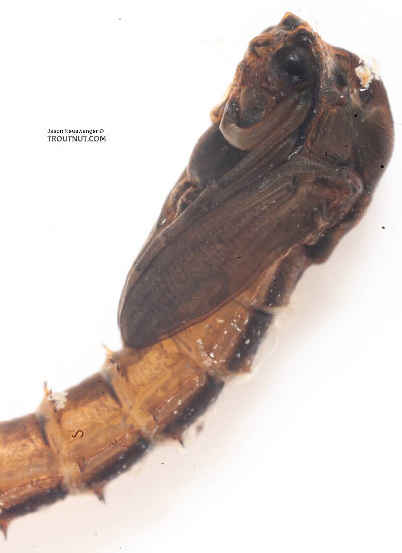 Chironomidae (Midge) True Fly Pupa from the Gulkana River in Alaska