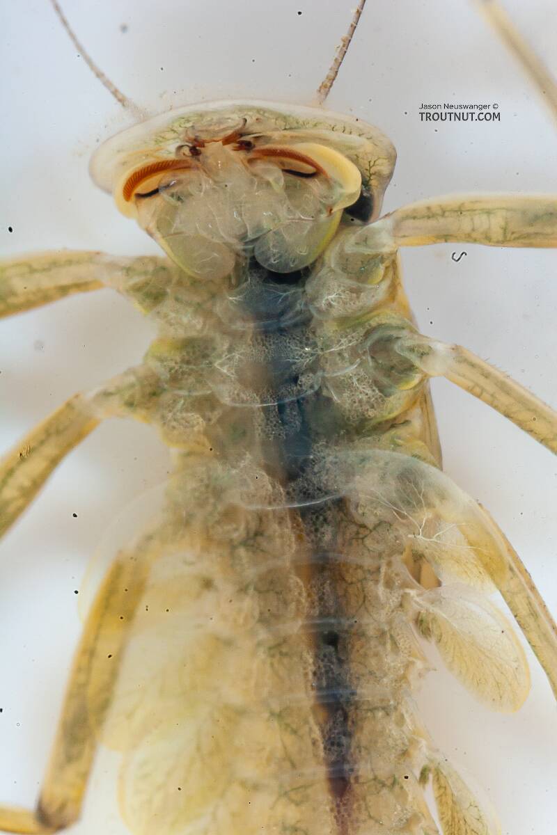 Epeorus deceptivus (Heptageniidae) Mayfly Nymph from the Gulkana River in Alaska