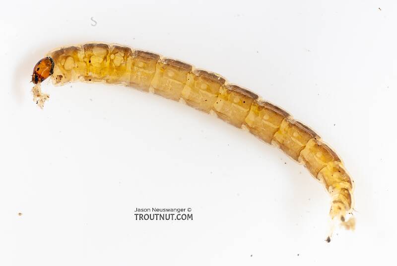 Lateral view of a Chironomidae (Midge) True Fly Larva from the Gulkana River in Alaska